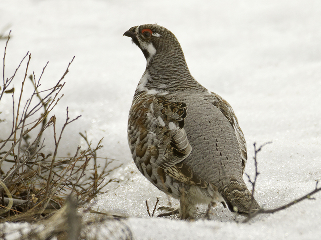 Hazel Grouse (Bonasa bonasia)