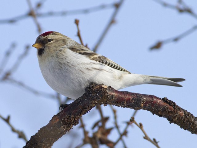 Arctic Redpoll (Carduelis hornemanni)