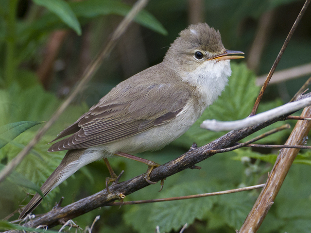 Marsh Warbler (Acrocephalus palustris)