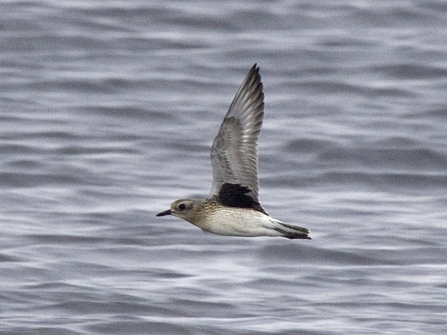 Grey Plover (Pluvialis squatarola)