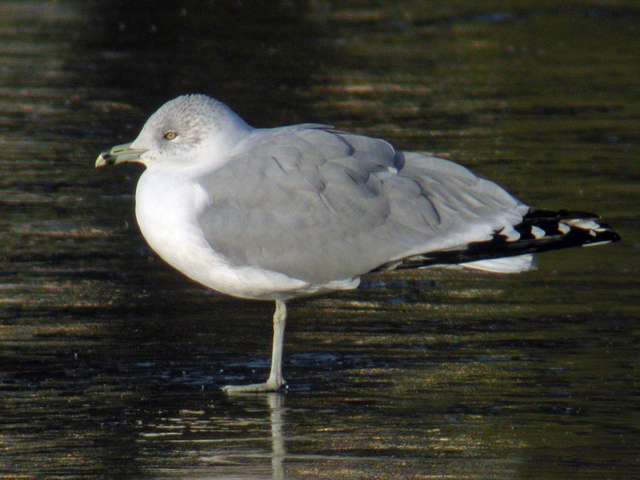 Ring-billed Gull (Larus delawarensis)