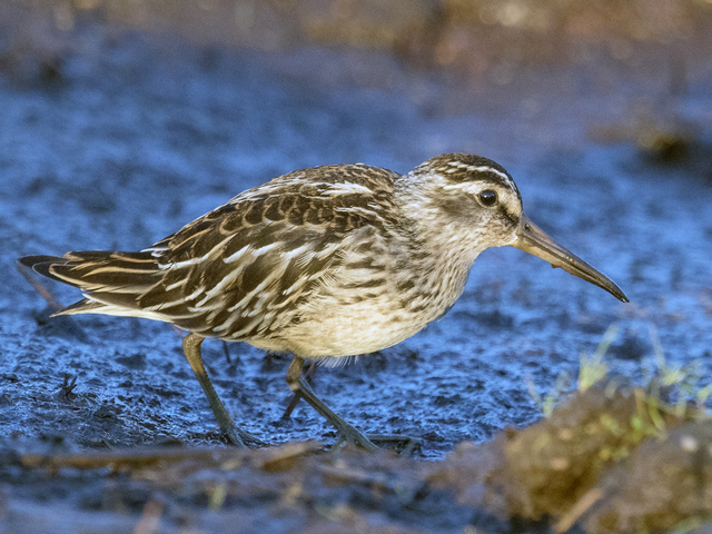 Broad-billed Sandpiper (Calidris falcinellus)