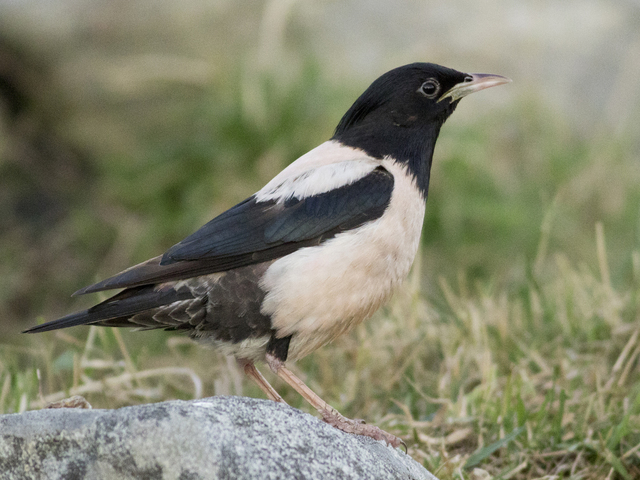 Rose-colored Starling (Sturnus roseus)