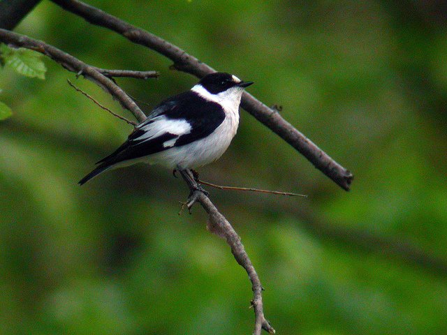 Collared Flycatcher (Ficedula albicollis)