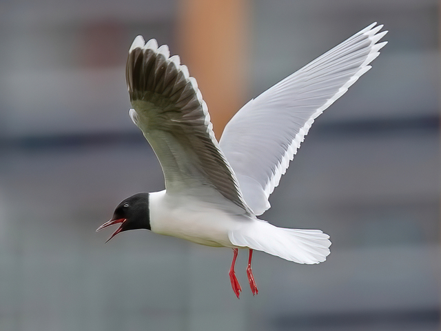 Little Gull (Hydrocoloeus minutus)