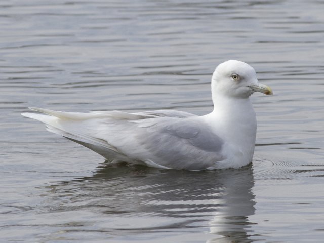 Iceland Gull (Larus glaucoides)