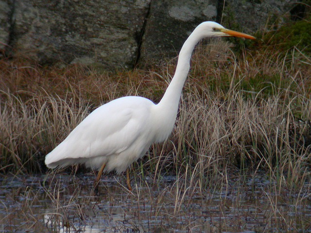 Great White Egret (Ardea alba)