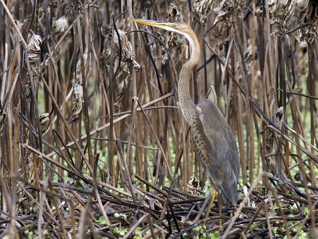 Purpurhegre (Ardea purpurea)