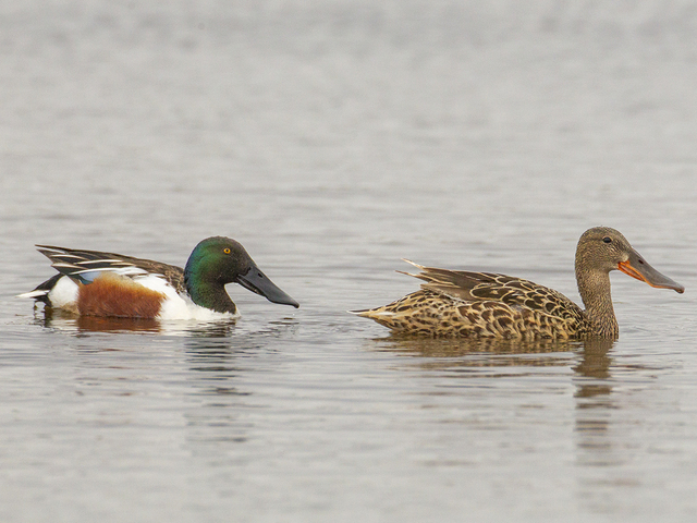 Northern Shoveler (Anas clypeata)