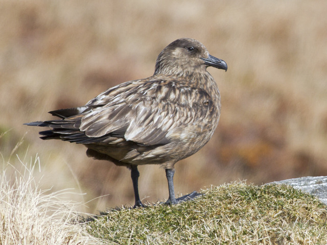 Great Skua (Stercorarius skua)