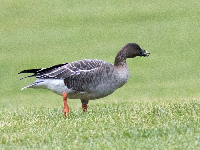 Bean Goose (Anser fabalis)