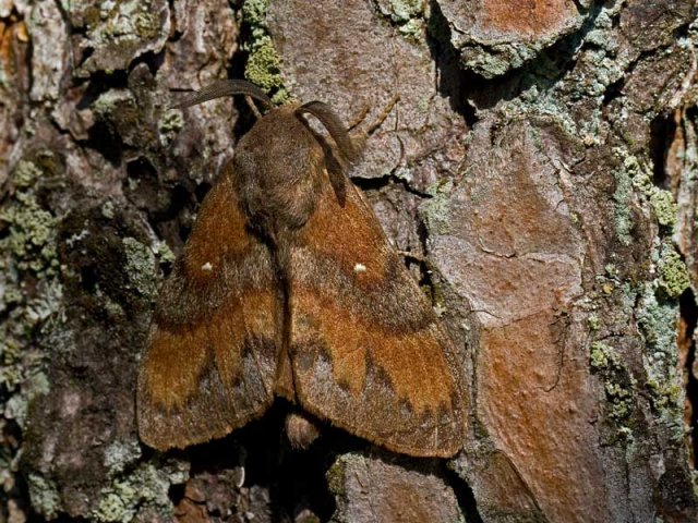 Pine Lappet (Dendrolimus pini)