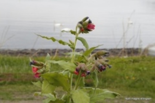 Lungwort (Pulmonaria officinalis)