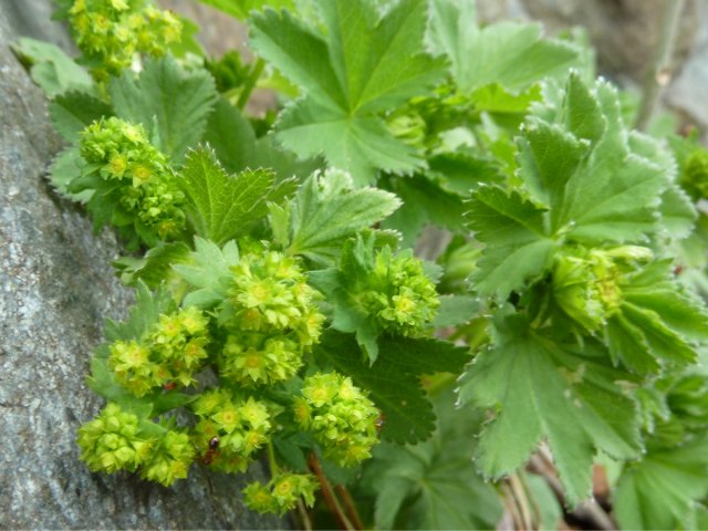 Marikåpeslekta (Alchemilla)