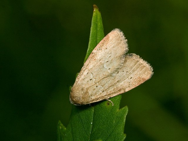 Small Dotted Buff (Photedes minima)