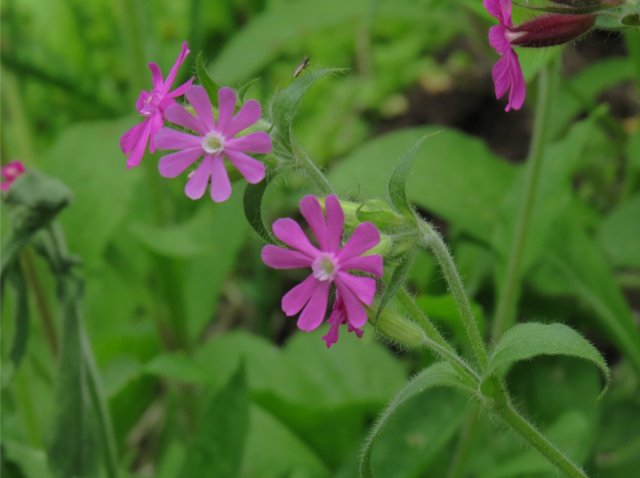 Red Campion (Silene dioica)