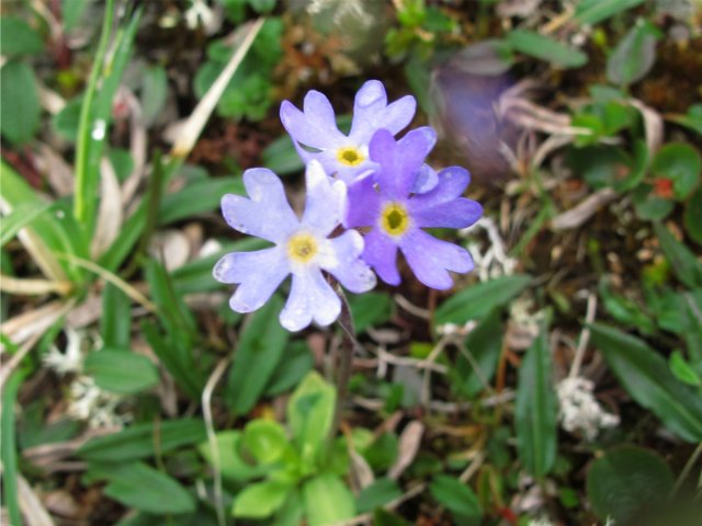 Fjellnøkleblom (Primula scandinavica)