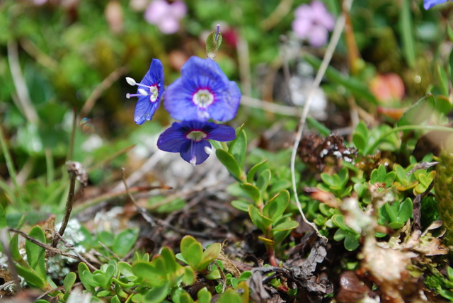 Bergveronika (Veronica fruticans)