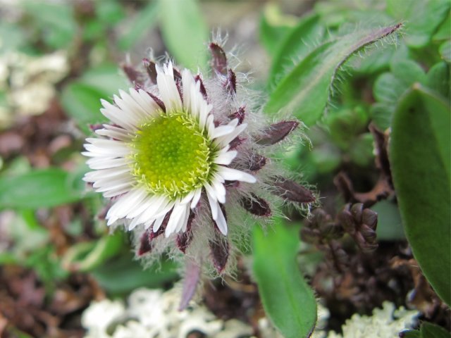 Dwarf Fleabane (Erigeron uniflorus)