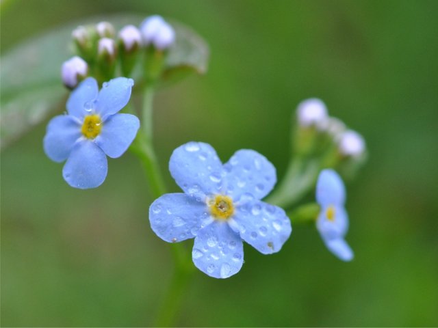 Forglemmegeislekta (Myosotis)