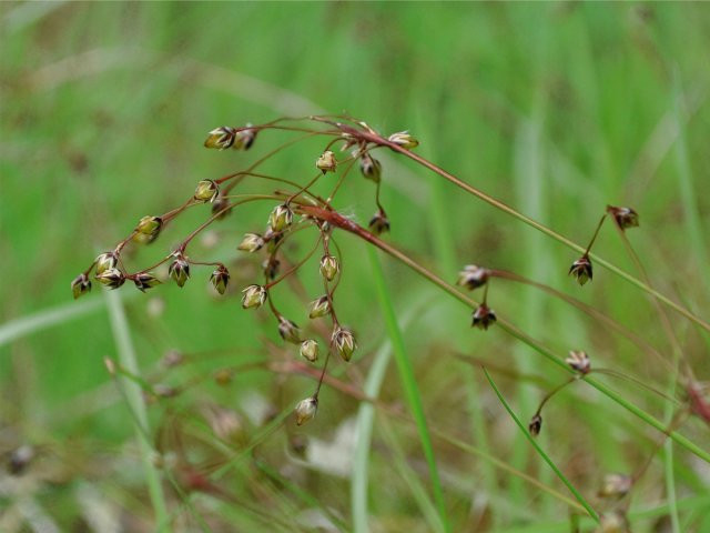 Hairy Wood-rush (Luzula pilosa)