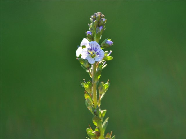 Snauveronika (Veronica serpyllifolia subsp. serpyllifolia)