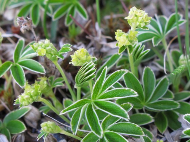 Alpine Lady's-mantle (Alchemilla alpina)