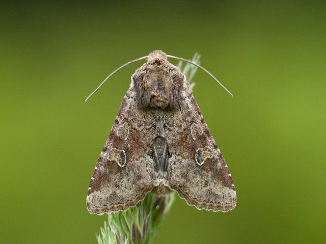 Rustic Shoulder-knot (Apamea sordens)