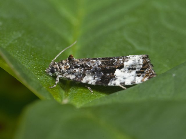 Narrow-winged Marble (Apotomis sororculana)