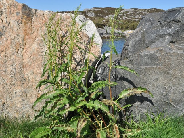 Krushøymol (Rumex crispus)