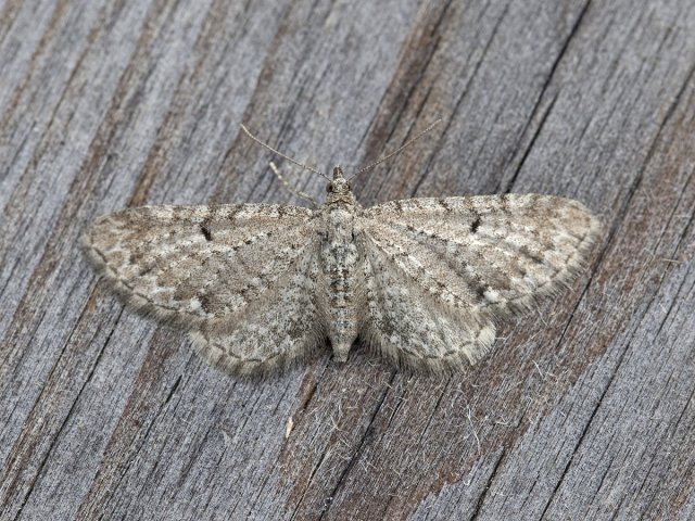 Satyr Pug (Eupithecia satyrata)