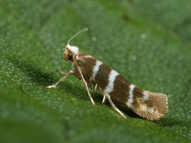 Triple-barred Argent (Argyresthia trifasciata)