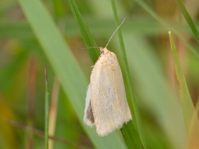 Nordlig gulbladvikler (Zelotherses unitana)