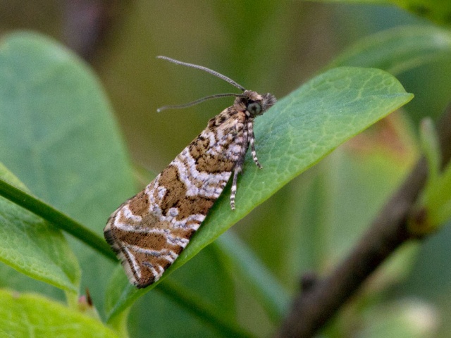 Silver-striped Marble (Celypha rivulana)