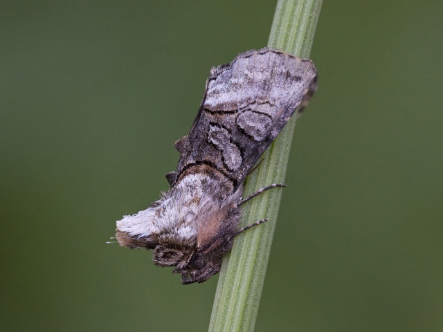 The Spectacle (Abrostola tripartita)