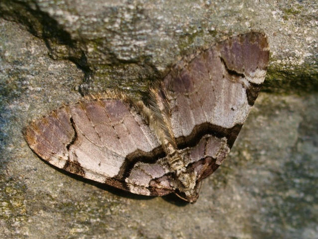 The Streamer (Anticlea derivata)