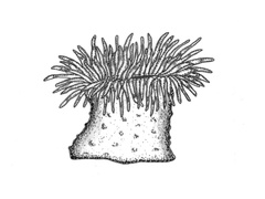 Sea anemones, corals (Anthozoa)