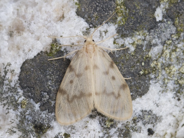 Muslin Footman (Nudaria mundana)