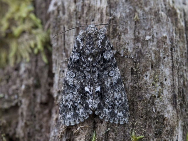 Knot Grass (Acronicta rumicis)