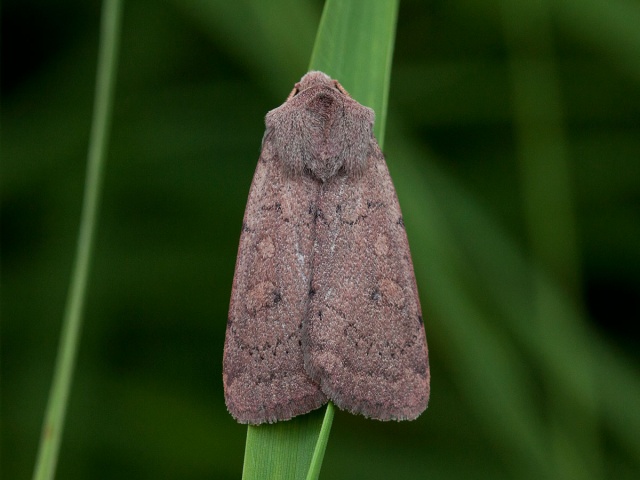 Neglected Rustic (Xestia castanea)