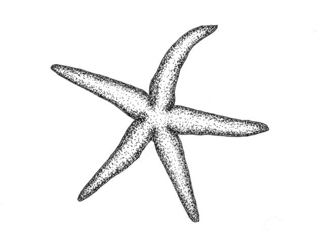 Echinasteridae