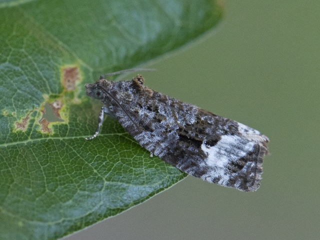 Sallow Marble (Apotomis capreana)