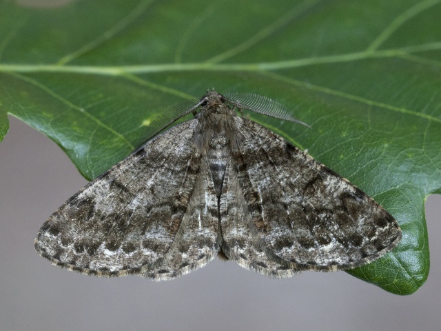 Satin Beauty (Deileptenia ribeata)