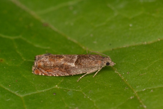 Nut Bud Moth (Epinotia tenerana)