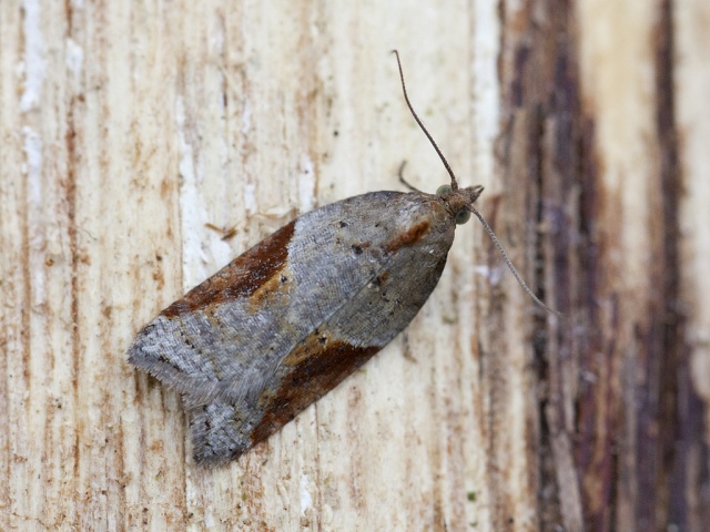 Dark-triangle Button (Acleris laterana)