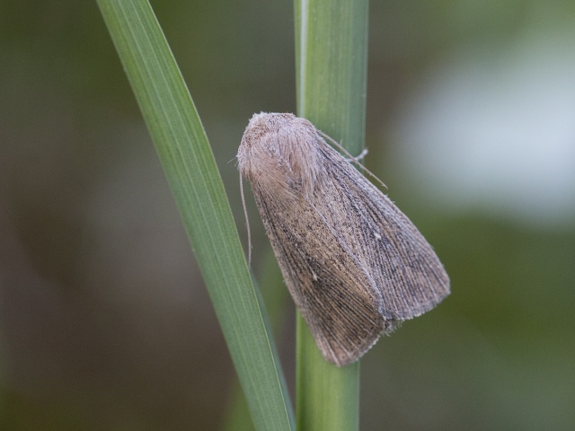 Obscure Wainscot (Leucania obsoleta)