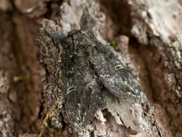 Large Dark Prominent (Notodonta torva)