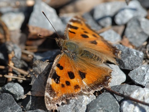 Yellow-legged Tortoiseshell (Nymphalis xanthomelas)