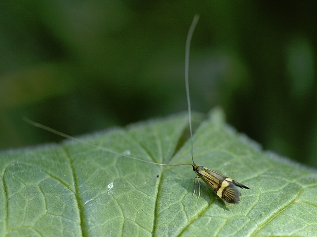 Yellow-barred Long-horn (Nemophora degeerella)