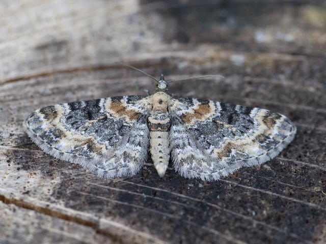 Foxglove Pug (Eupithecia pulchellata)